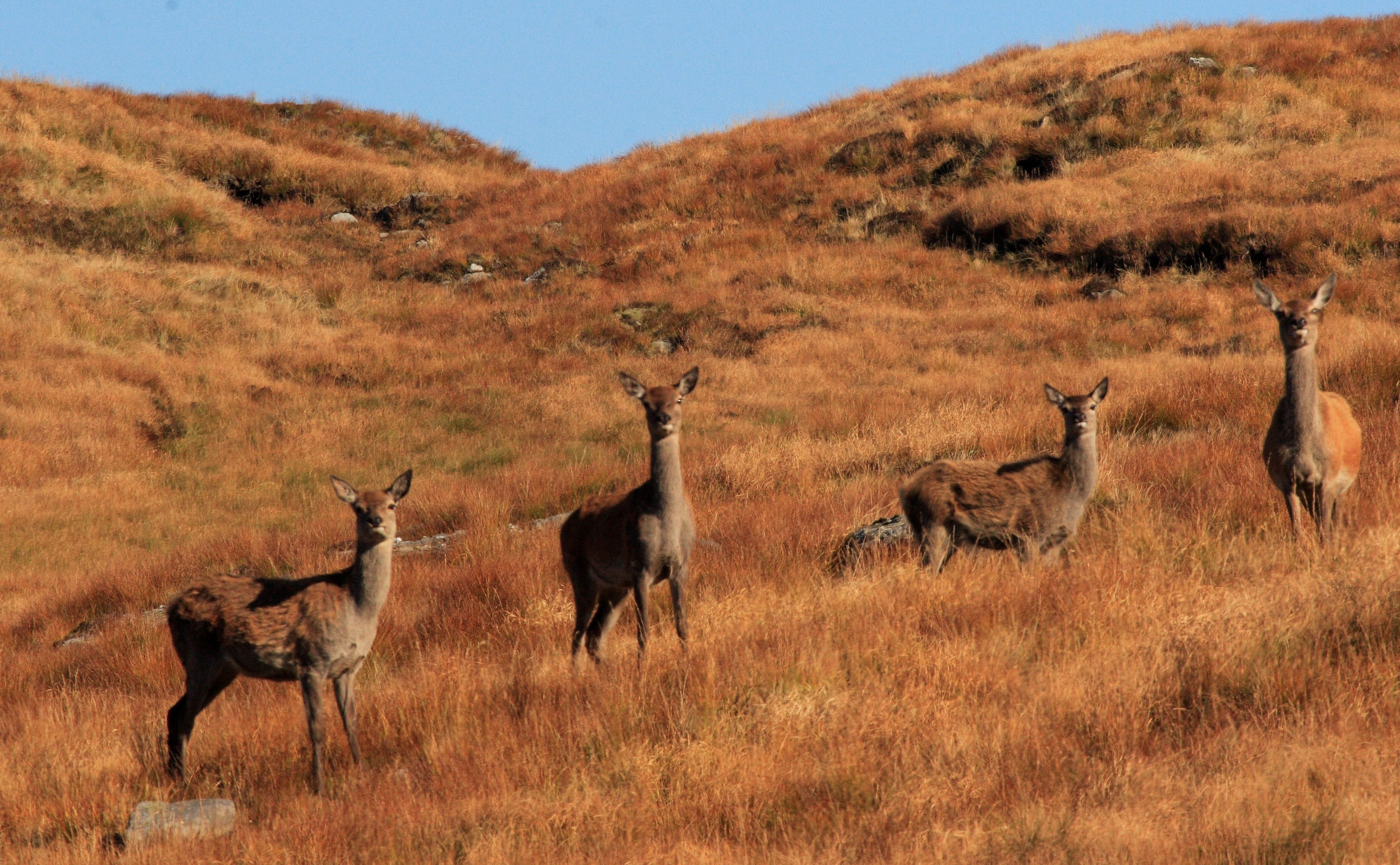 Hinds on hill